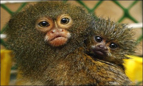 سفارتی کشیدگی، سعودی عرب کا سوئیڈن سے بندر لینے سے انکار