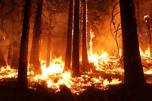 Russia Forest Fire