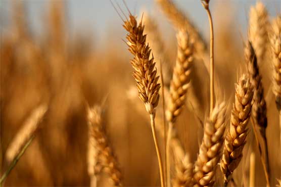 Wheat