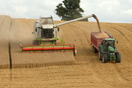 ملتان : گندم کی کٹائی کا آغاز 17 اپریل سے ہو گا
