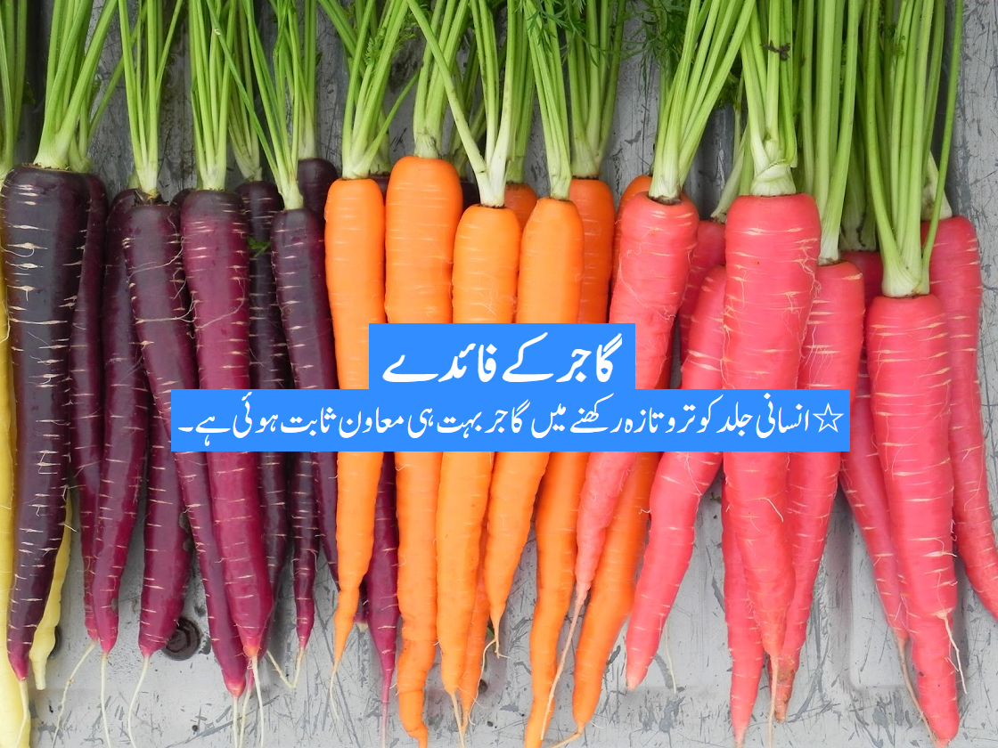 Carrot