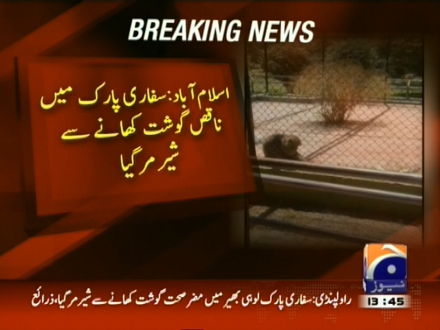 اسلام آباد : سفاری پارک میں ناقص گوشت کھانے سے شیر مر گیا