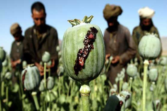 افغانستان میں نشہ آور فصل افیون کی پیداوار دوگنا ہونے کا خدشہ