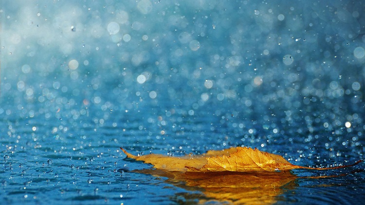 Rain