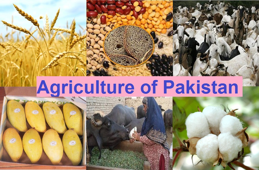 زرعی شعبے کو جولائی تا مئی 439.8  ارب روپے کے قرضے جاری