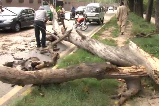 لاہور میں انتہائی تیز رفتار آندھی، رکشے پر درخت گرنے سے 2 خواتین جاں بحق