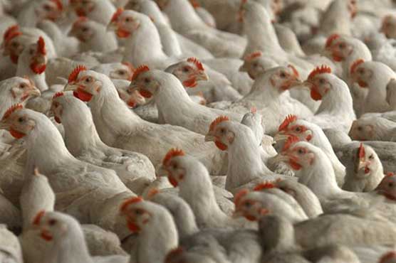 Poultry