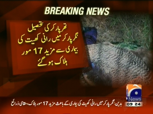 تھرپارکر  میں رانی کھیت کی بیماری سے مزید 17 مور ہلاک ہو گئے