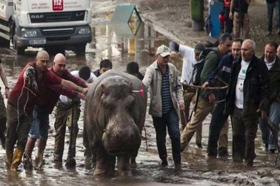 جارجیا میں سیلاب سے چڑیا گھر کے جانور سڑکوں پر نکل آئے