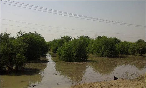 میرپور ماتھیلو کے قریب مسو نہر میں شگاف ،وسیع علاقہ زیر آب