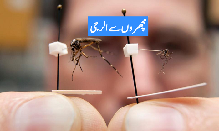 مچھروں سے الرجی