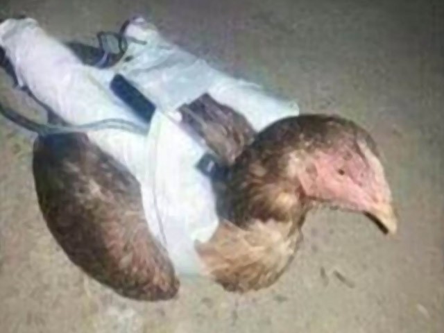 داعش کی جانب سے مرغیوں کو بطور خودکش بمبار استعمال کئے جانے کا انکشاف