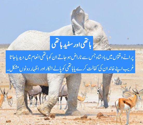 ہاتھی   اور  سفید ہاتھی