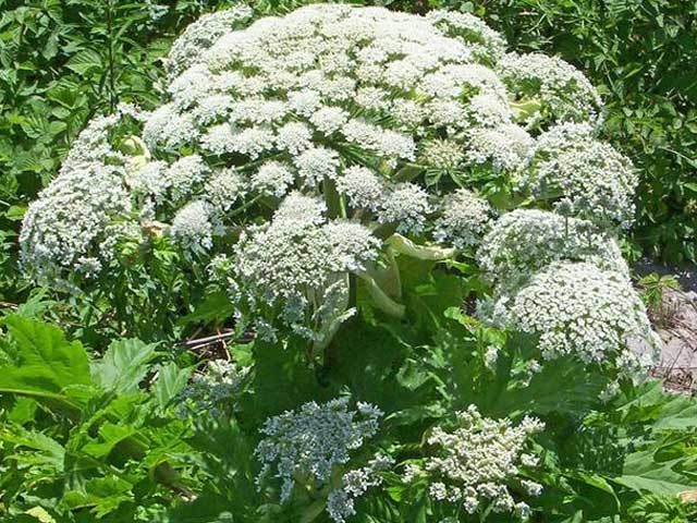 خوبصورت نظر آنے والا زہریلا پودا جسے ہاتھ لگانے والا بینائی سے محروم ہو سکتا ہے