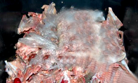 لاہور : 35 من مردہ گھوڑوں کا گوشت برآمد، 3 ملزمان گرفتار