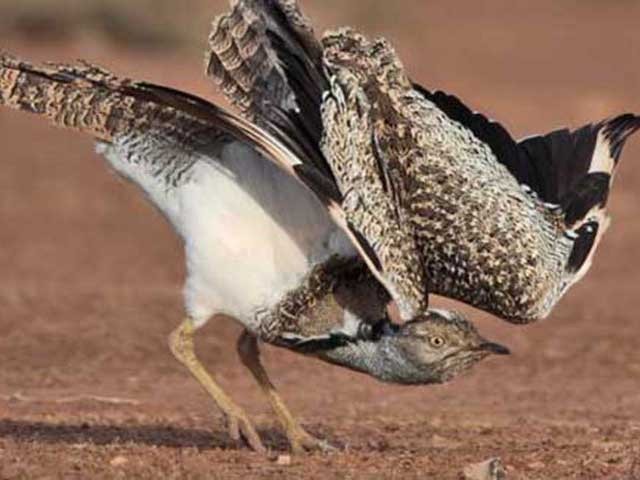 سپریم کورٹ نے تلور کے شکار پر پابندی عائد کردی