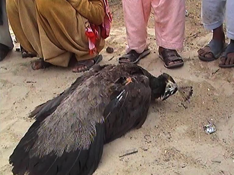 تھر پارکر کے مور ایک بار پھر موت کے خطرے سے دوچار