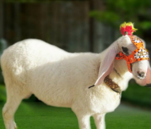 Bakra