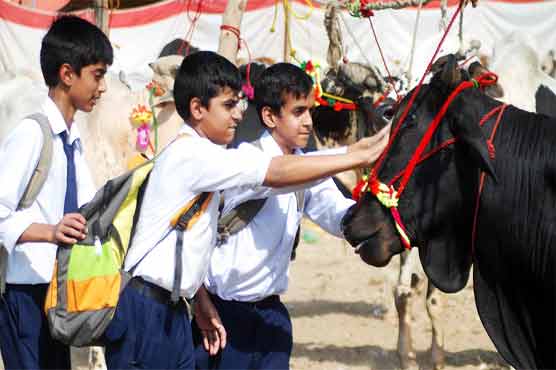 کانگو وائرس پھیلنے کا خدشہ، حکومت کی شہریوں کو محتاط رہنے کی ہدایت