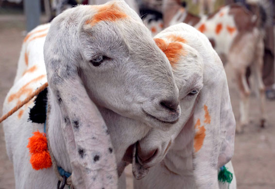 سنت ابراہیم  ادا کیجئے ناکہ