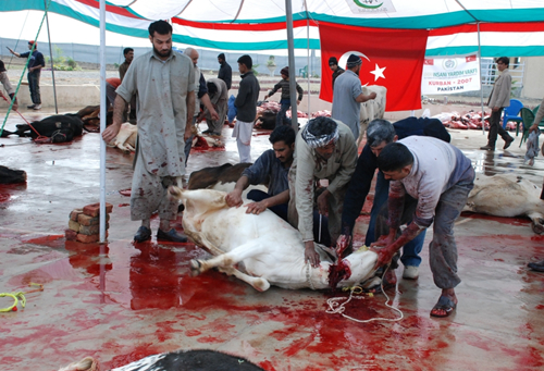 قربانی کے مسائل و فضائل