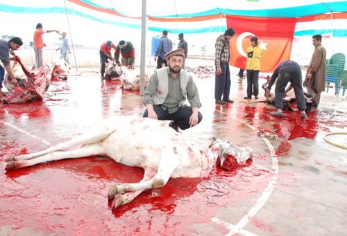 قربانی ھمیں کیا سیکھاتی ہے