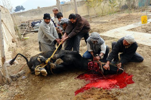 فلسفہ قربانی اور اس کے تقاضے