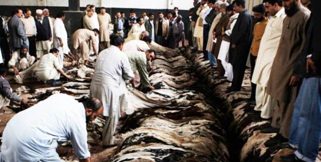 قربانی کی کھالیں مدارس دینیہ کو عطیہ کریں ، ایڈمنسٹریٹر جامعہ بنوریہ عالمیہ