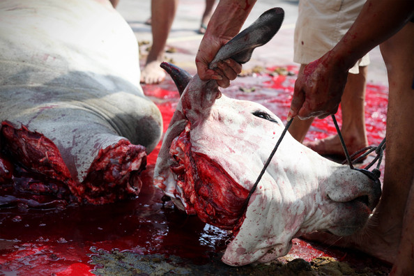 قربانی کے احکام و مسائل