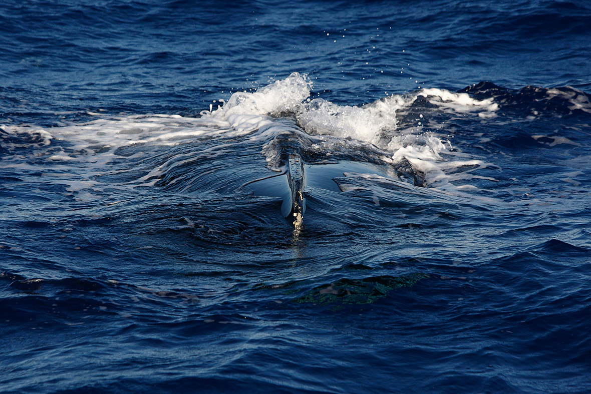 ترکی میں کشتی ڈوبنے سے4 بچوں سمیت13 تارکین وطن ہلاک