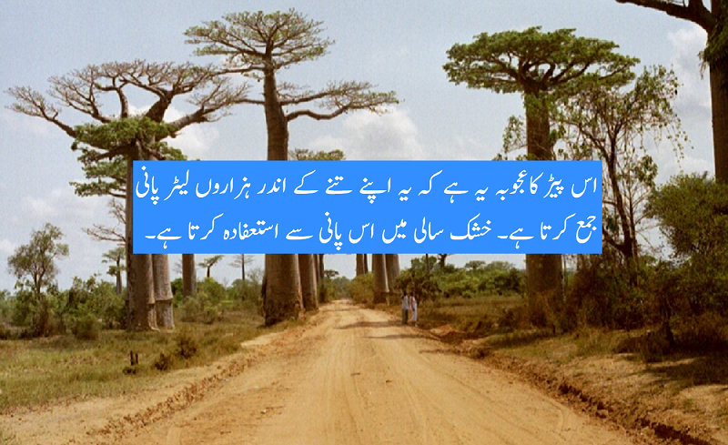 آدن سونیا  ۔  البوحِباب