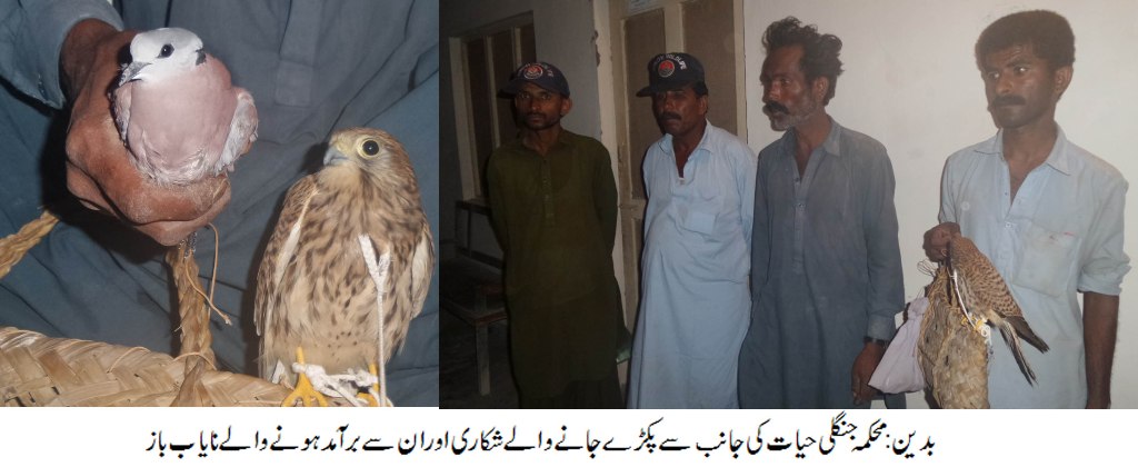 محکمہ جنگلی حیات کی ساحلی علاقے میں کاروائی بازوں کا شکار کرنے والے دو شکاری گرفتار،