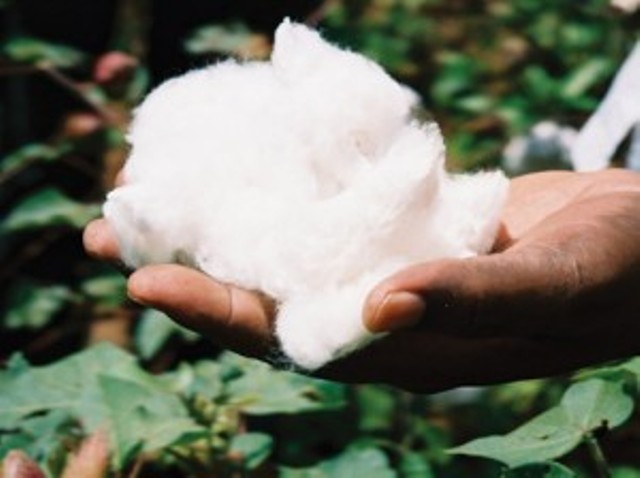 ٹی سی پی روئی بیچنے میں ناکام، کروڑوں روپے ڈوبنے کا خدشہ