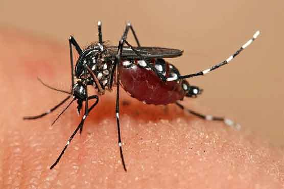 ڈینگی کے مرض میں اضافے کی وجوہ کے تعین کیلئے انکوائری کمیٹی تشکیل