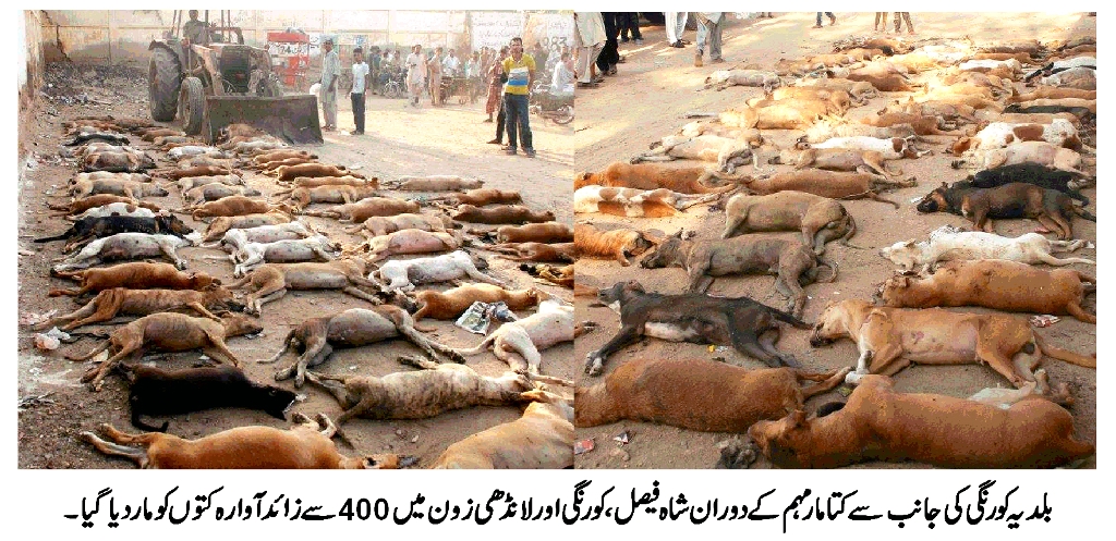 بلدیہ کورنگی کے تحت آوارہ کتوں کے خلاف مہم 400 سے زائد آوارہ کتوں کا خاتمہ کردیا گیا