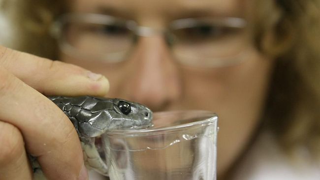 سانپ کے کاٹنے کا علاج اب اسپرے سے ممکن