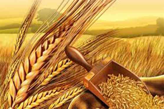 عالمی منڈی میں گندم کی قیمت 200، پاکستان میں 330 ڈالر فی ٹن