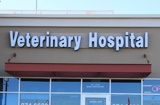 ملکہ : ویٹرنری ہسپتال منگلیہ لاوارث ،ہسپتال عملہ بے لگام