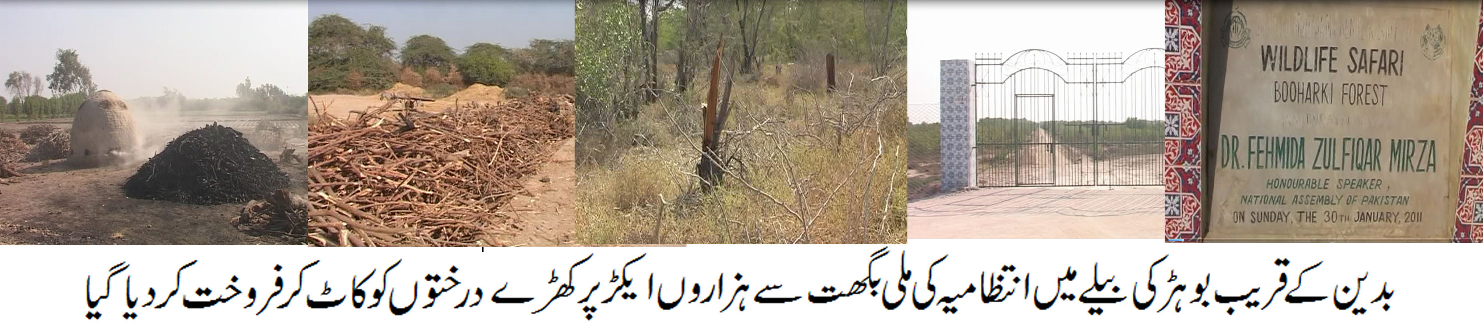 سرکار کی نگری میں ضلع بدین کے سب سے بڑے بوہڑکی بیلے کے جنگل کا صفایا