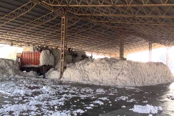 کپاس کی پیداوار میں کمی، پنجاب میں جننگ ملز بند ہونا شروع