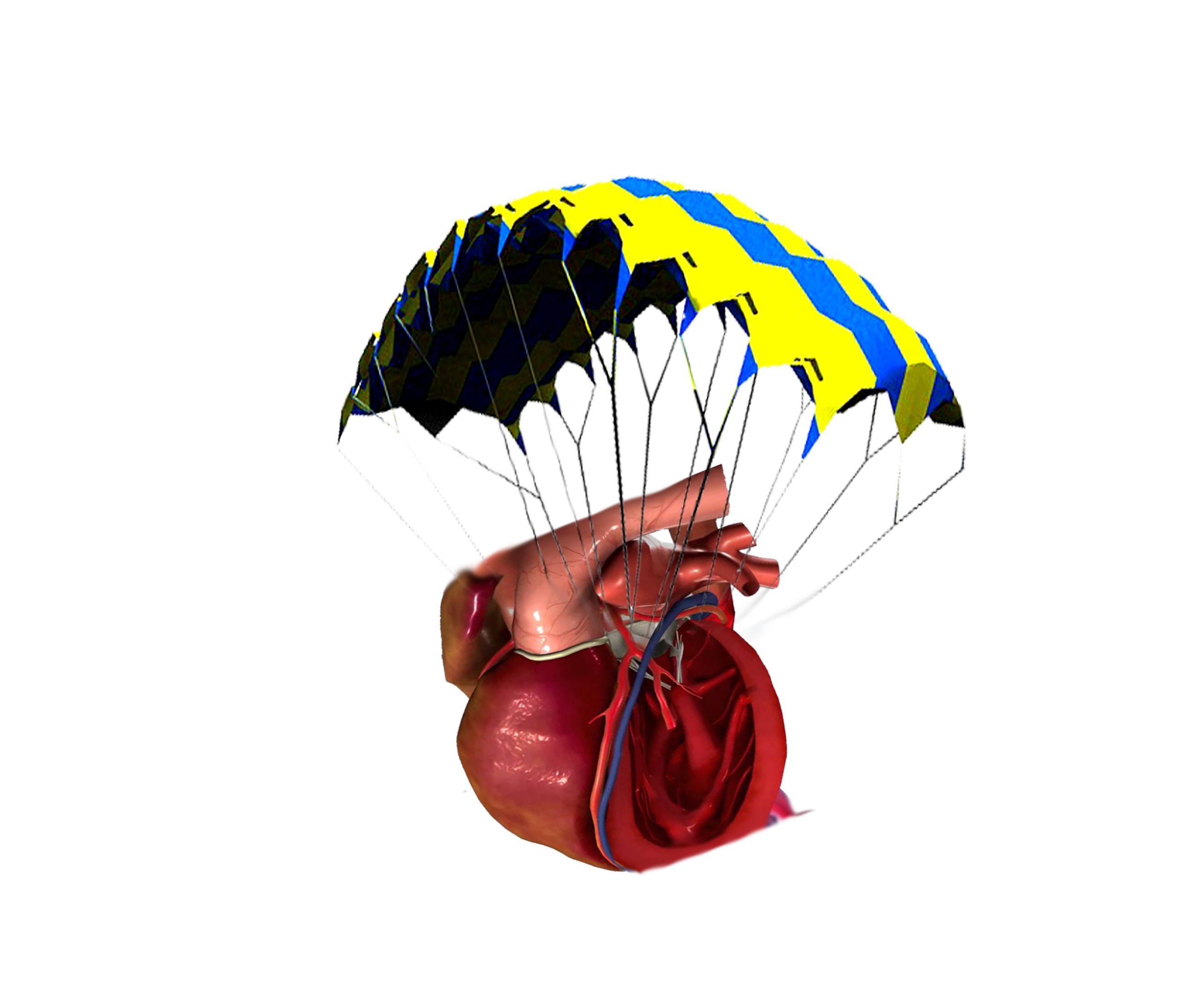 Heart