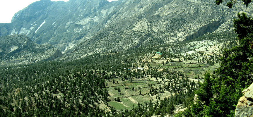 Juniper Forest