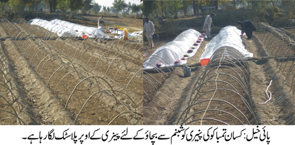 پائی خیل: تمباکو نوشی کی پنیری کو شبنم سے بچائو