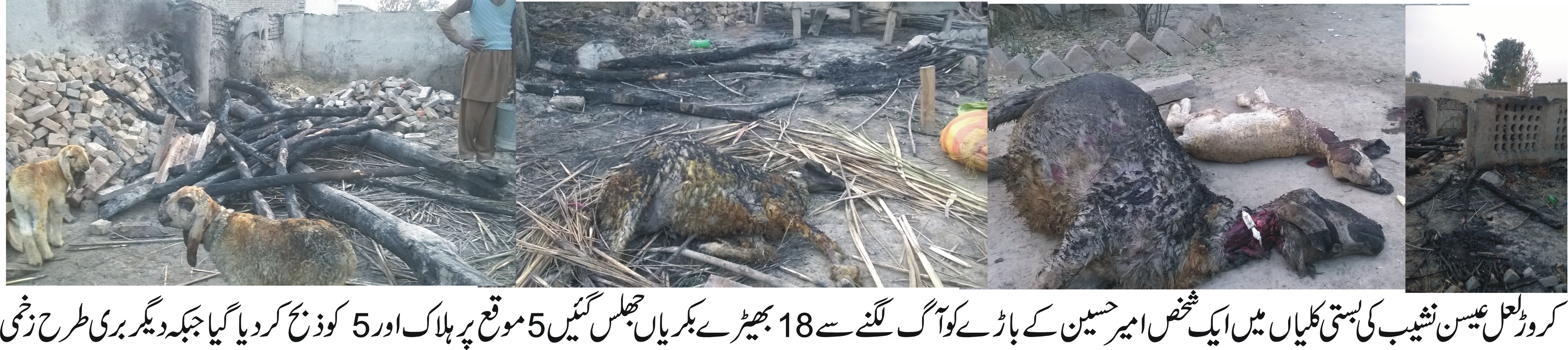 بستی کلیاں میں ایک شخص امیر حسین کے باڑے کو اچانک آگ لگنے سے 18 بھیڑ بکریاں جھلس گئیں