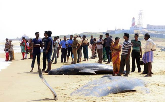 تمل ناڈو کے ساحل پر 45 وہیل مچھلیاں ہلاک