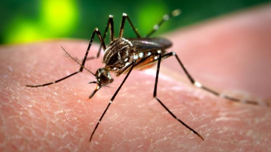 Dengue