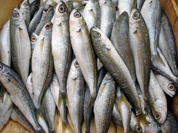 زندہ دلوں کے شہر میں زندہ مچھلی فروخت ہونے لگی