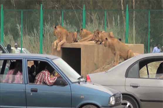 سفاری پارک لاہور: جانوروں کی خریداری میں کروڑوں روپے کے گھپلوں کا انکشاف