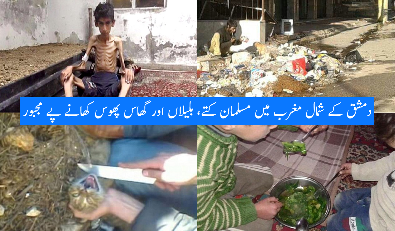 پیرس : دمشق کے شمال مغرب میں ٢٥ کلومیٹر پر مسلمان کتے، بلیاں اور گھاس پھوس کھانے پے مجبور