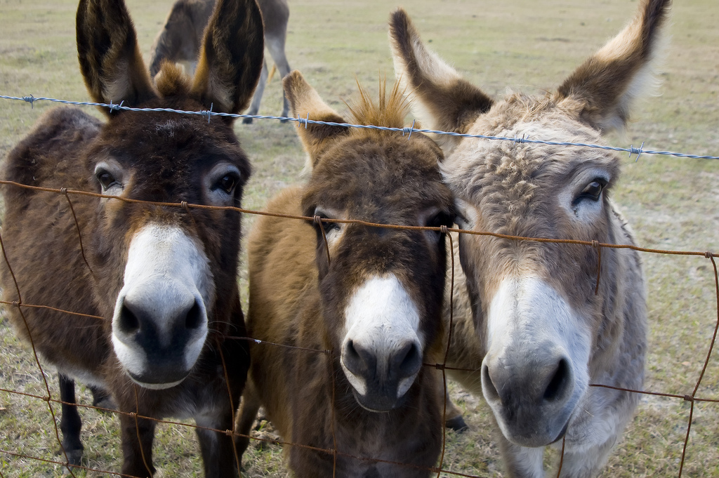 گدھوں کی مجلس